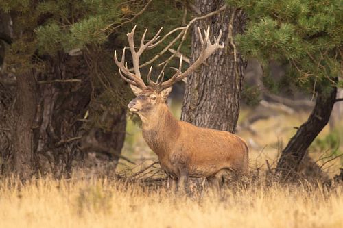 Herten op de Hoge Veluwe, bronsttijd