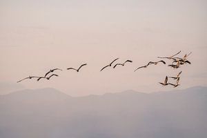 Pélicans flottant dans le silence du matin