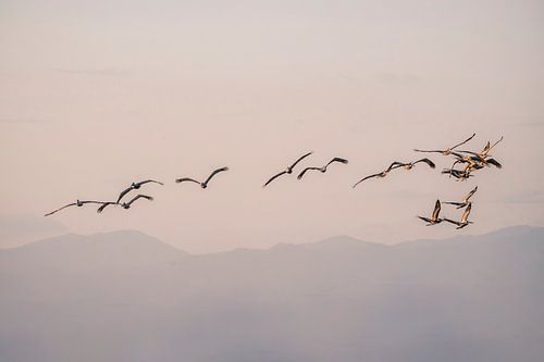 Pelikanen Zwevend in de Ochtendstilte
