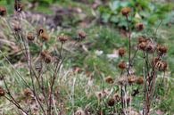 Close Up3 by Melanie Schook thumbnail