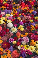 Drijvende bloemen