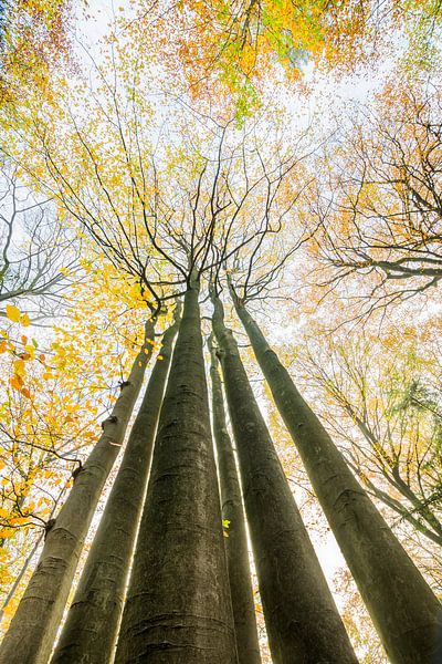 Herbst auf der Veluwe von Danny Slijfer Natuurfotografie