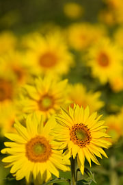A field of sunflowers by Claude Laprise