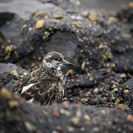 Stonehenge sur Tom Zwerver