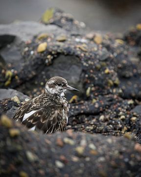 Stonehenge von Tom Zwerver