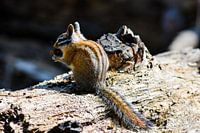 Chipmunk