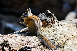 Chipmunk by Onno van Kuik