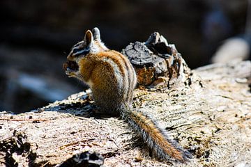 Streifenhörnchen von Onno van Kuik