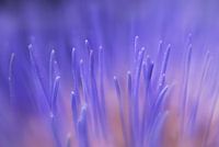Kardoen bloem soft focus