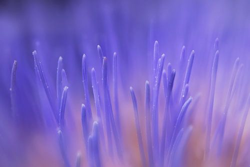 Cardoon flower soft focus