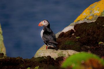 Puffin by Merijn Loch