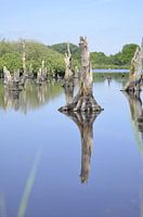 Water Landscape Alde Feanen