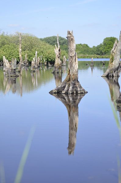 Wasserlandschaft Alde Feanen von Harm Zwier