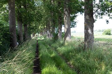 De landweg van reivilo fotografie