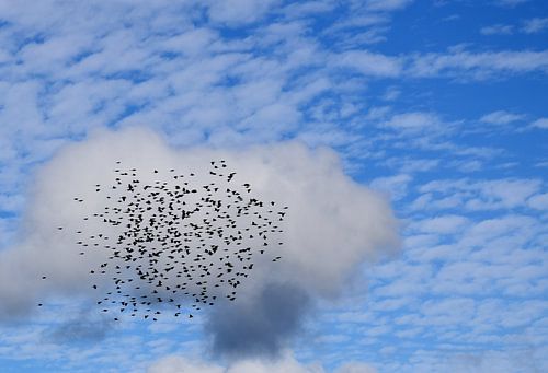 Een zwerm vogels in de herfst