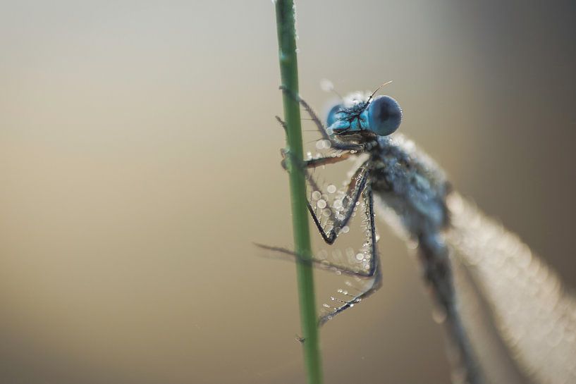 Kleines Fräulein in Grün von Gea Veldhuizen