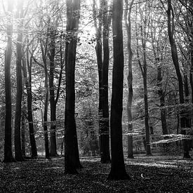 zonnig Speulderbos van Roland Smanski