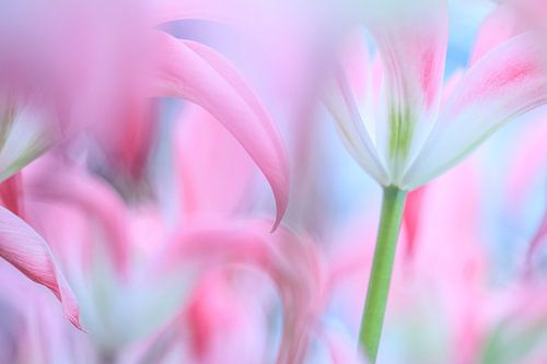 Tulpen