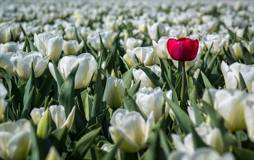 De eigenzinnige tulp (Holland) sur ErikJan Braakman