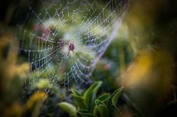 Spin in de vroege ochtend in zijn spinnenweb van Rick Wiersma