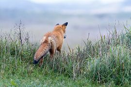 Rode vos van Ronald van Emmerik