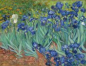 Iris (Schwertlilien), Vincent van Gogh von Schilders Gilde Miniaturansicht