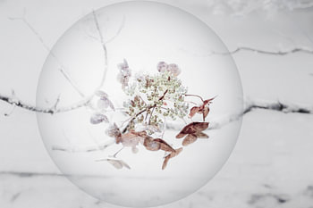 Nature morte dans une perle 2.