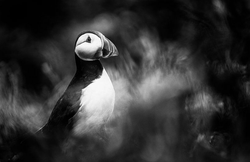 Bestimmt von Richard Kalkman fotografie
