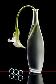 weiße Calla-Lilie mit Murmeln