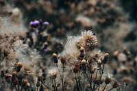 Extinguished dandelions