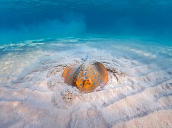 Blaupunktrochen in einer Sandkuhle im flachen Wasser des Roten Meeres