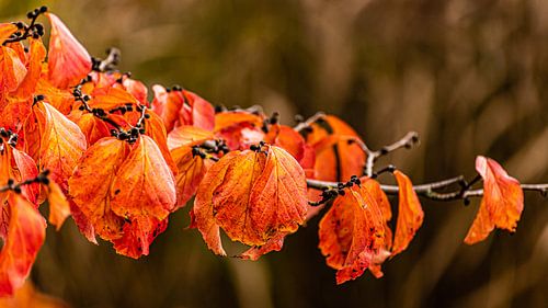 Zweig mit bunten Blättern im Herbst
