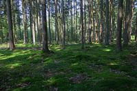 Waldboden