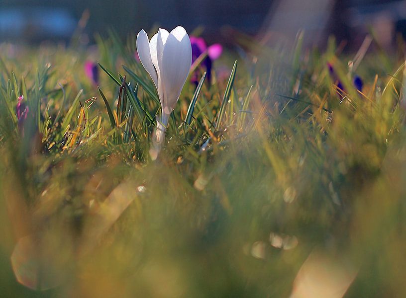 Lente bloemen  by Marianna Pobedimova
