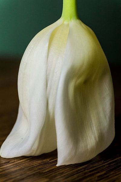 Tulip skirt by Edwin Boer