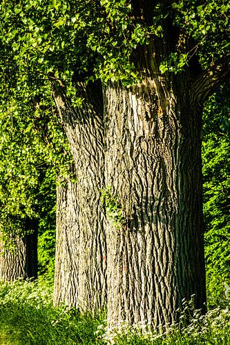 Linden avenue in spring