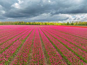 Tulpen auf einem Feld im Frühling