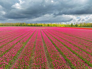 Tulpen in een veld in de lente