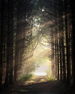 Foggy morning by Jeroen Linnenkamp