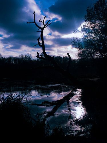 Boomstam boven water