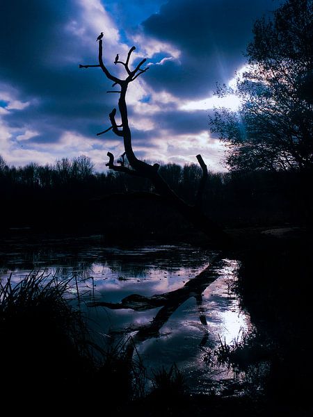 Boomstam boven water par Loïs Jongedijk