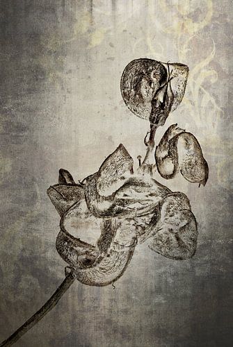 Luzerne - Medicago sativa