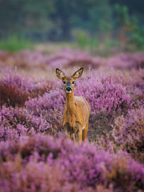 A roe deer in the flowering heathland by Thijs Friederich