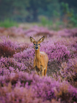 Reh in der blühenden Heide
