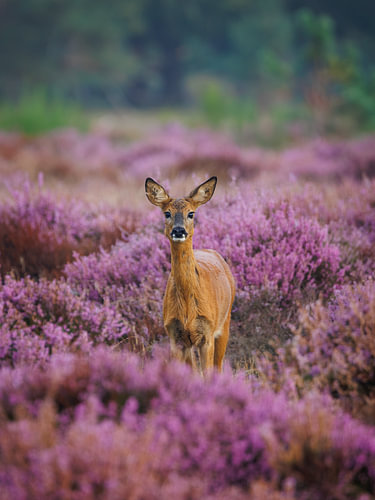 A roe deer in the flowering heathland