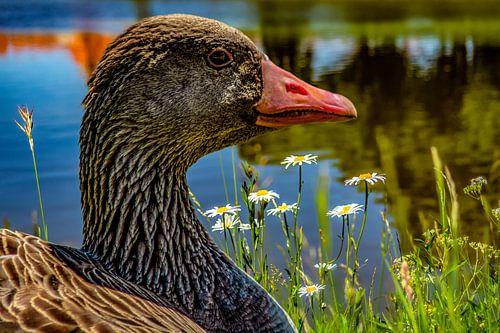 Bavaria : De Wilde Gans