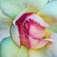 la vie en rose