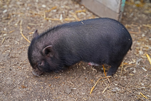 Mini biggetje bij zijn eerste uittocht op de boerderij.