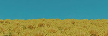 Sunflower field against blue sky by Besa Art