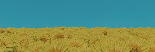 Veld met zonnebloemen tegen een blauwe hemel